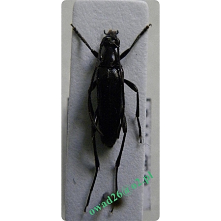Stenurella nigra (Linnaeus, 1758) Strangalia czarna